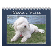 Bichon Frisé Kalender (Titelbild)