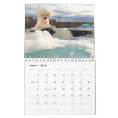 Bichon Frise Kalender (Mär 2026)