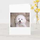Bichon Frise Karte (Gelbe Blume)