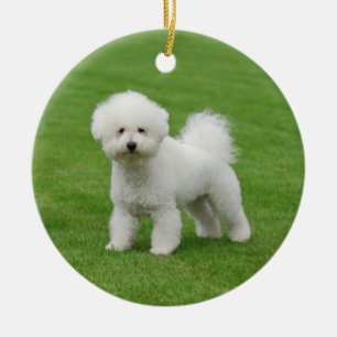 Bichon Frise Keramik Ornament