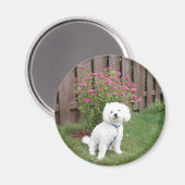 Bichon Frise Magnet (Vorderseite/Rückseite)