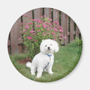 Bichon Frise Magnet