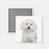 Bichon Frise Magnet (Vorderseite/Rückseite)