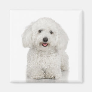 Bichon Frise Magnet
