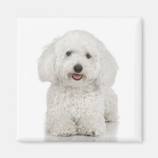Bichon Frise Magnet (Vorne)