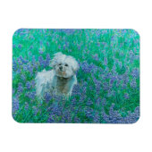 Bichon Frise Magnet (Horizontal)