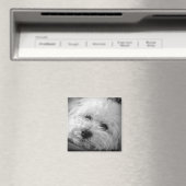 Bichon Frise Maltipoo Magnet (In Situ (Geschirrspüler))