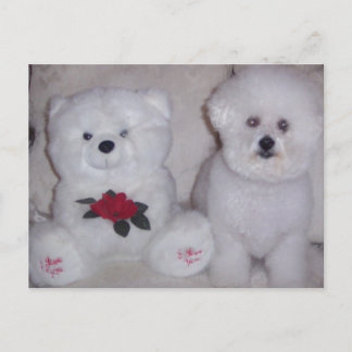 Bichon frise mit weißem Teddybär. Postkarte