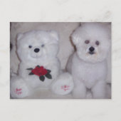Bichon frise mit weißem Teddybär. Postkarte (Vorderseite)