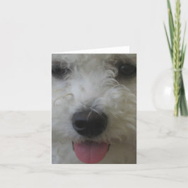 Bichon Frise - Notecard Karte