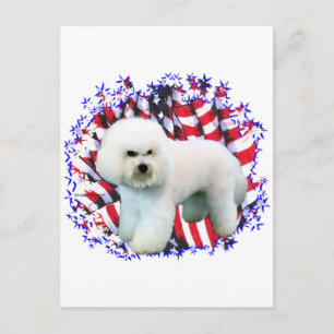 Bichon Frise Patriot Postkarte