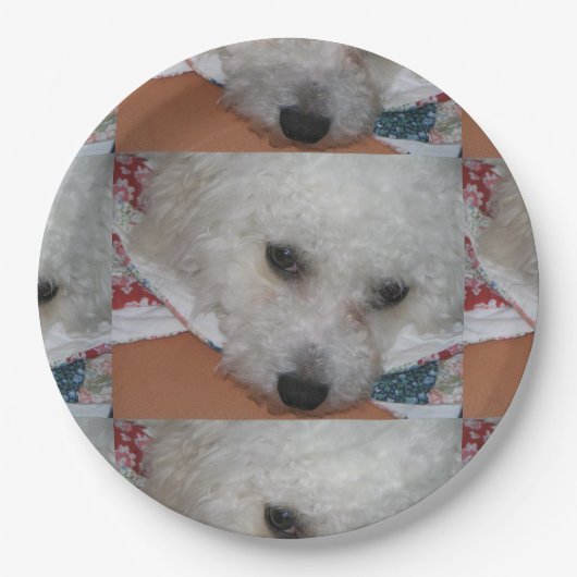 Bichon Frisé.png Pappteller (Vorderseite)
