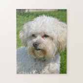 Bichon Frise-Portrait Puzzle (Vertikal)