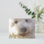 Bichon Frise Postcard Postkarte (Stehend Vorderseite)