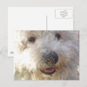 Bichon Frise Postcard Postkarte (Vorne/Hinten)