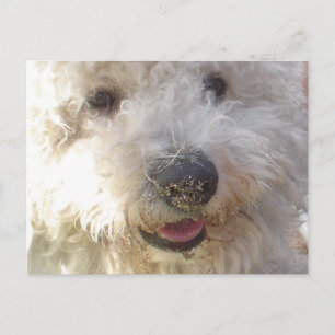 Bichon Frise Postcard Postkarte