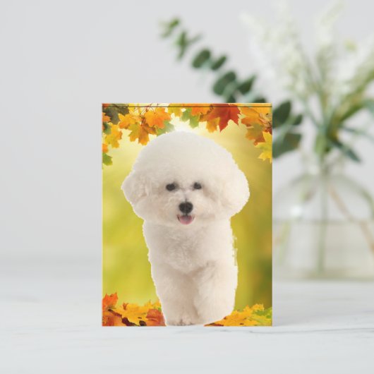 Bichon Frise Postkarte (Stehend Vorderseite)