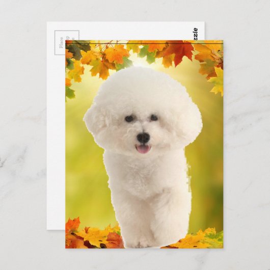 Bichon Frise Postkarte (Vorne/Hinten)