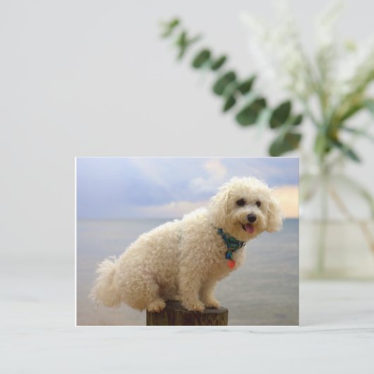 Bichon Frise Postkarte (Stehend Vorderseite)