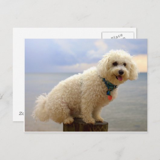 Bichon Frise Postkarte (Vorne/Hinten)