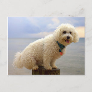 Bichon Frise Postkarte