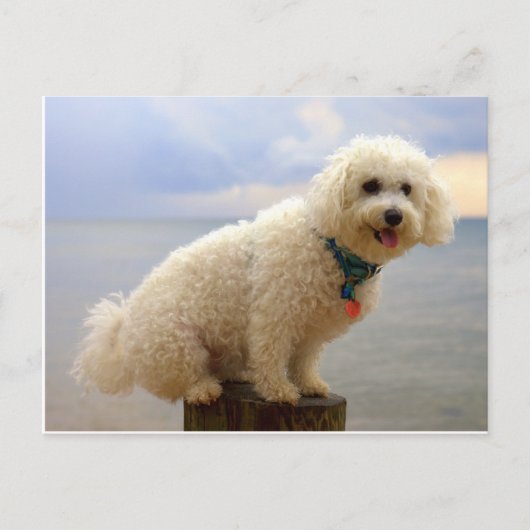Bichon Frise Postkarte (Vorderseite)