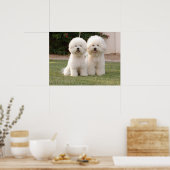 Bichon Frise Print Poster (Küche)