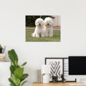 Bichon Frise Print Poster (Heimbüro)