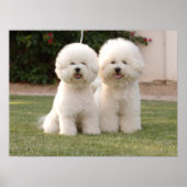 Bichon Frise Print Poster (Vorne)