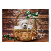 Bichon Frise Puppies in Basketball Weihnachtskarte (Vorderseite (Horizontal))