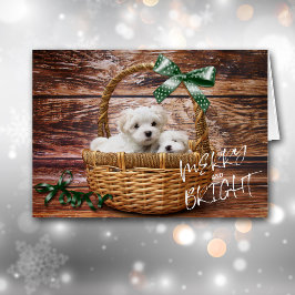 Bichon Frise Puppies in Basketball Weihnachtskarte