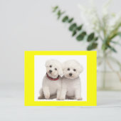 Bichon Frise Puppy Dog Blank Grußkarte Postkarte (Stehend Vorderseite)
