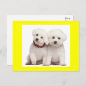 Bichon Frise Puppy Dog Blank Grußkarte Postkarte (Vorne/Hinten)