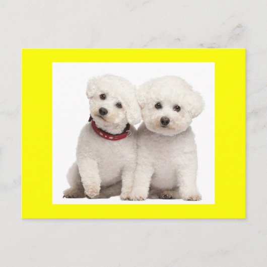 Bichon Frise Puppy Dog Blank Grußkarte Postkarte (Vorderseite)