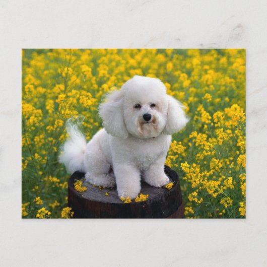 Bichon Frise Puppy Dog Blank Grußkarte Postkarte (Vorderseite)