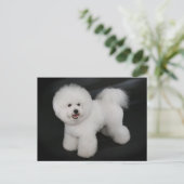Bichon Frise Puppy Dog Blank Grußkarte Postkarte (Stehend Vorderseite)