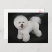 Bichon Frise Puppy Dog Blank Grußkarte Postkarte (Vorne/Hinten)