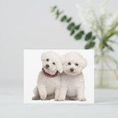Bichon Frise Puppy Dog Blank Grußkarte Postkarte (Stehend Vorderseite)