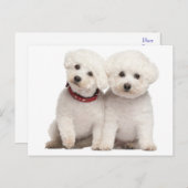 Bichon Frise Puppy Dog Blank Grußkarte Postkarte (Vorne/Hinten)