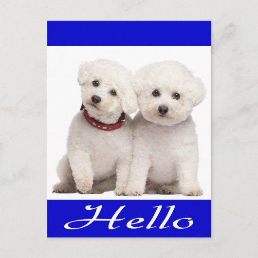 Bichon Frise Puppy Dog Hallo Grußkarte Post Card Postkarte (Vorderseite)