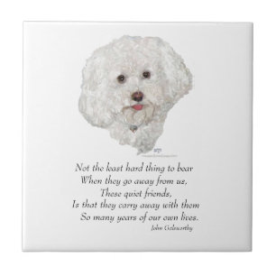 Bichon Frise Rainbow Bridge Fliese
