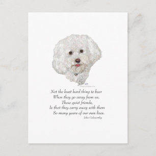 Bichon Frise Regenbogenbrücke Postkarte