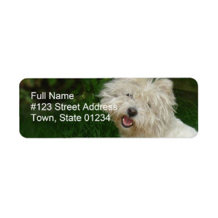Bichon Frise Rücksendeadresse-Aufkleber