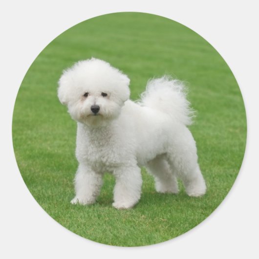Bichon Frise Runder Aufkleber (Vorderseite)