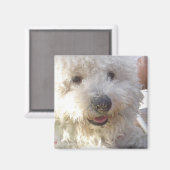 Bichon Frise Square Magnet (Vorderseite/Rückseite)