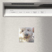 Bichon Frise Square Magnet (In Situ (Geschirrspüler))
