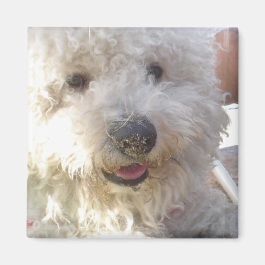 Bichon Frise Square Magnet (Vorne)