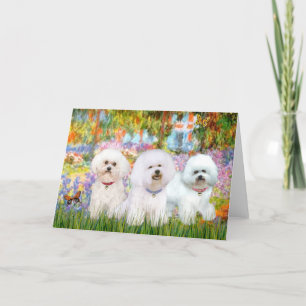 Bichon Frise Trio - Garten (VG) Karte