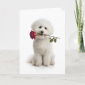 Bichon Frise Valentinstag – Süße Hingabe Karte (Vorderseite)