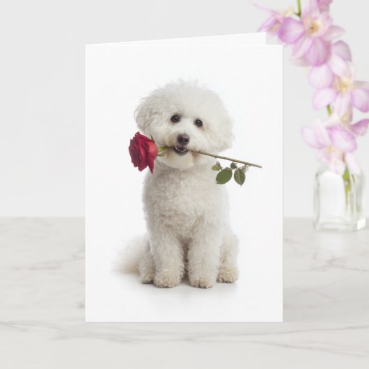 Bichon Frise Valentinstag – Süße Hingabe Karte (Orchidee)